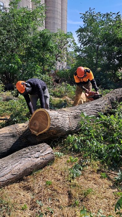 Рязане на опасни дървета кастрене с вишка