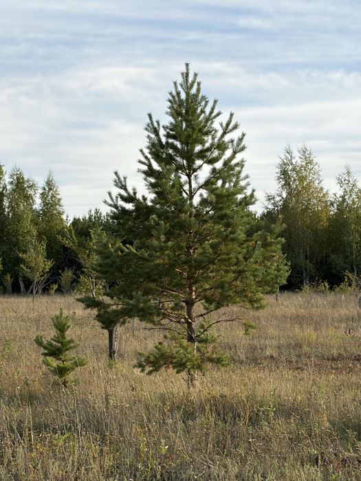 Сосны, ели в продаже