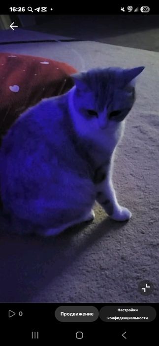 Кошка шатланский