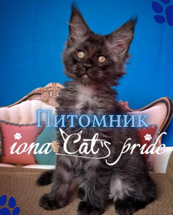 Котята мейнкун черный дым