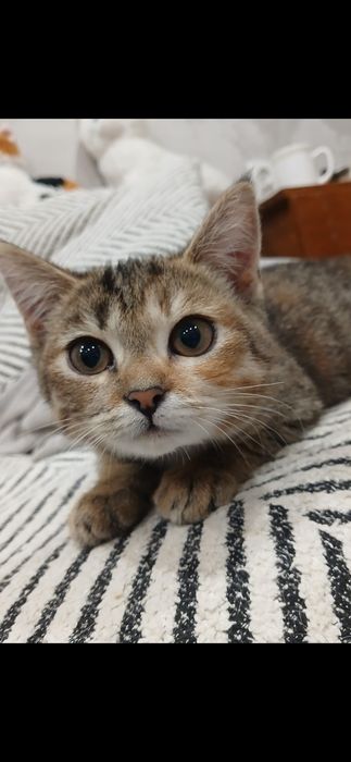 Бесплатно кошечка!