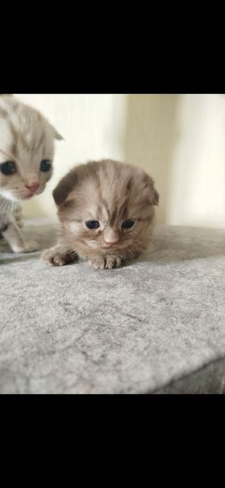 Котята породистые