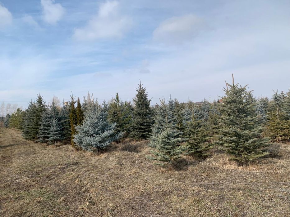 Елки сосна береза