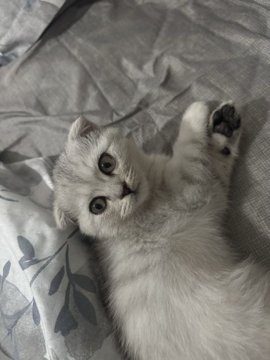Шотландский вислоухий котёнок