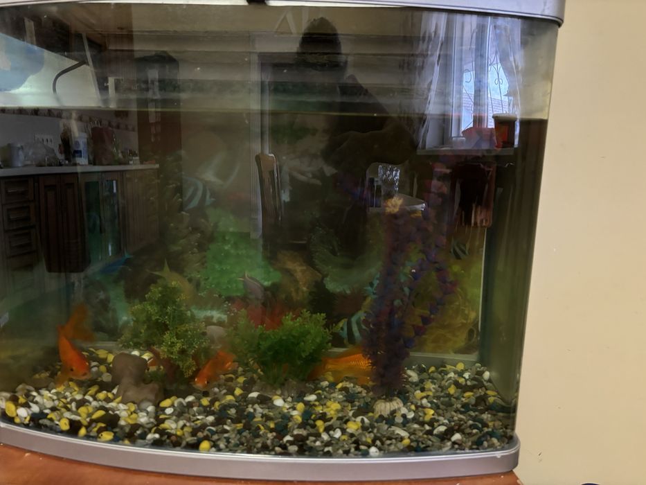 Аквариум с рыбками