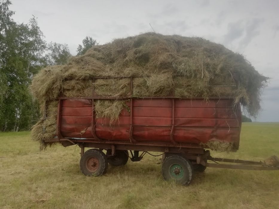 Продам сено . Россыпью .