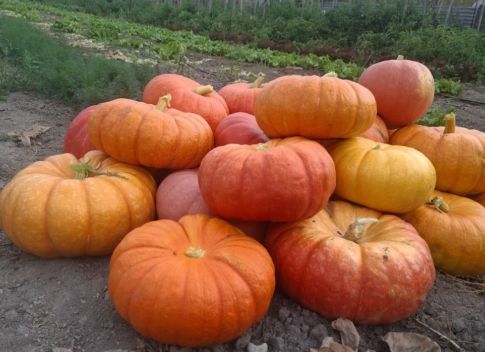 Продам тыкву домашнюю