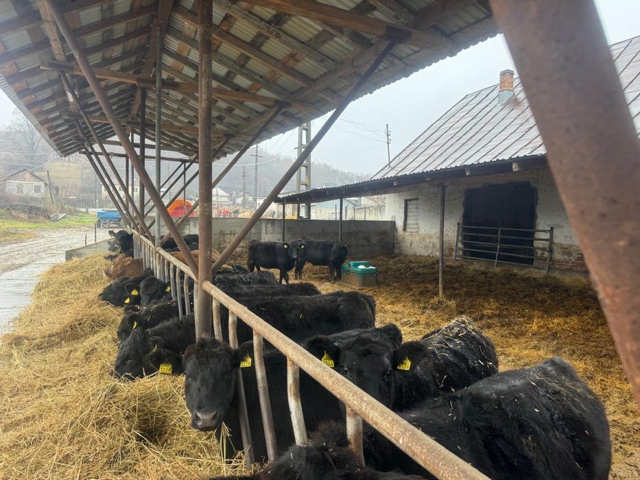 Vaci , vitei , juninci Aberdeen Angus