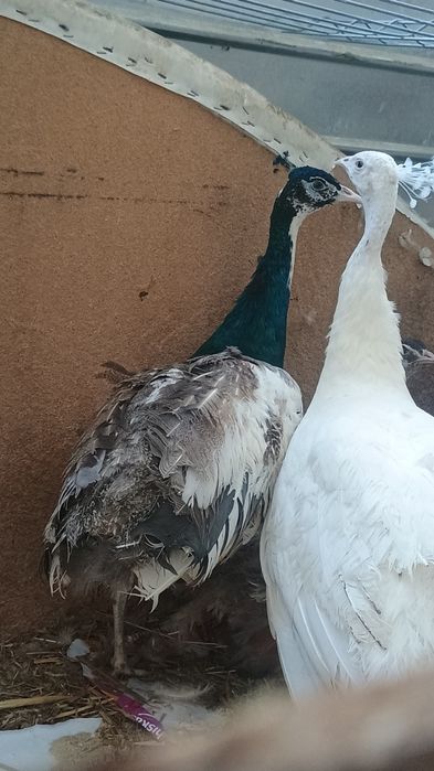 Păuni tineri diferite culori