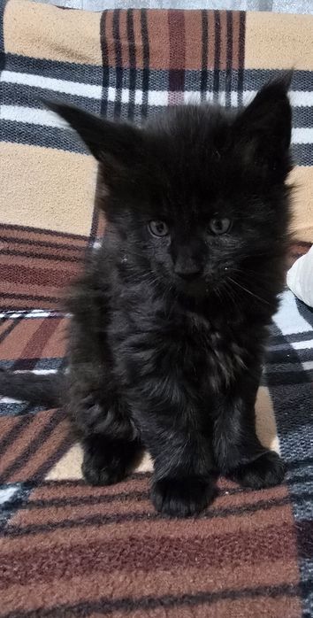 Котята мейкуна, классика