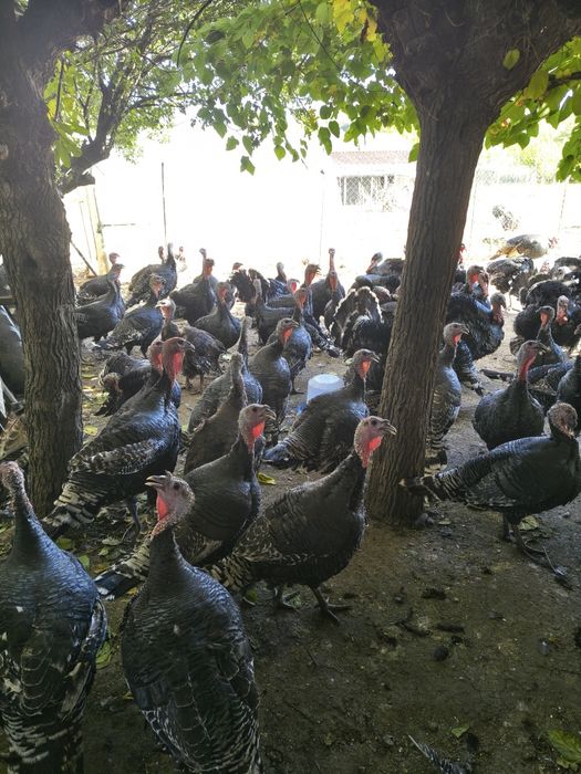 Предлагам Пуяци !