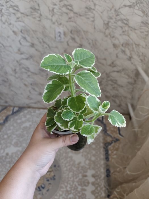 Комнатные растения