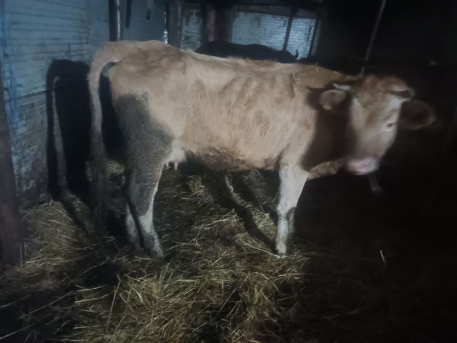 Vind 2 juninci de bivol afata 7-8luni și o juninca afata 4 luni cu 7