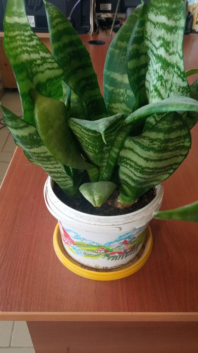 Цветы для дома и для офиса