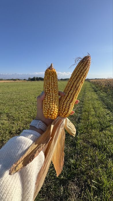 Оптовая продажа кукурузы в зерне