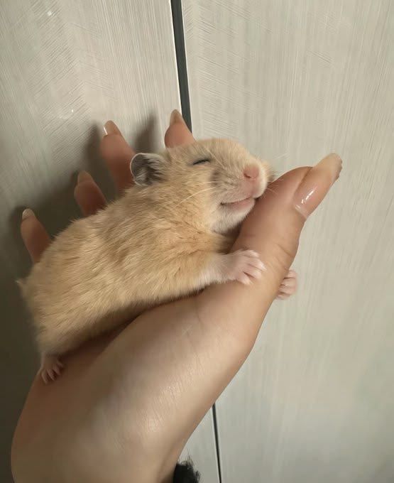 Хомяк джунгарский и сириский