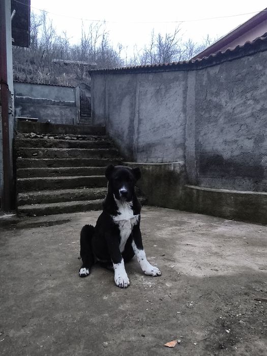 Femelă Ciobanesc de Asia centrală