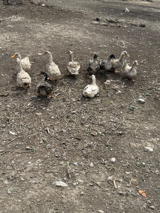 Продам утки 5000 торг есть