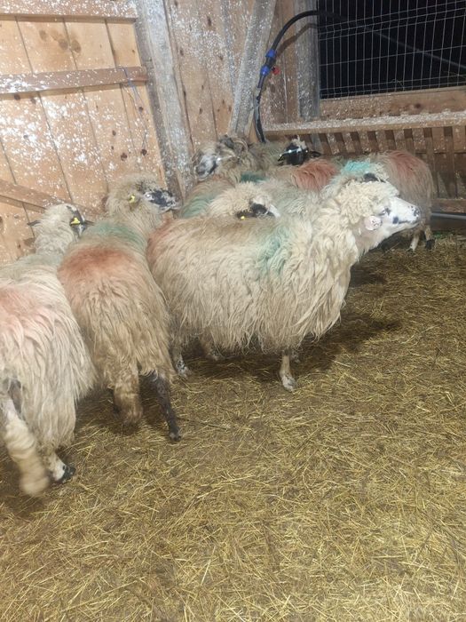 oi cu miei de vanzare