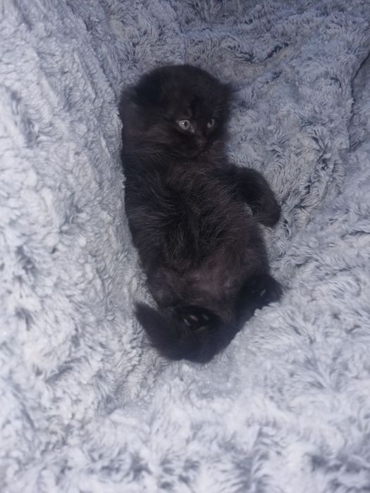 Шотландский вислоухие