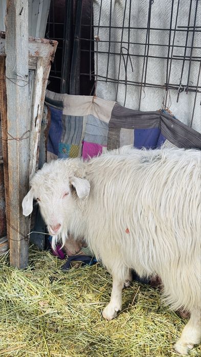 Продам козлов годовалые,молодые