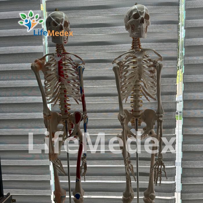 Анатомические Муляжи ,Mulyaj