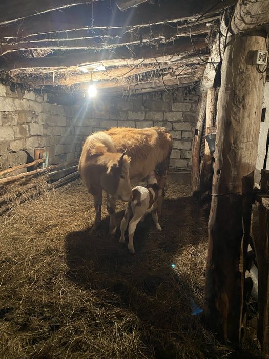 продам первотелку с теленком