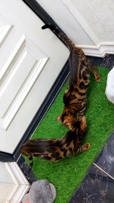 Редкие Бенгалы- шоу класс! Котята