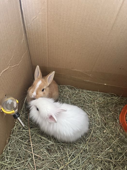 Деоративный кролики