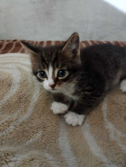 Отдам котят 1,5 месяца