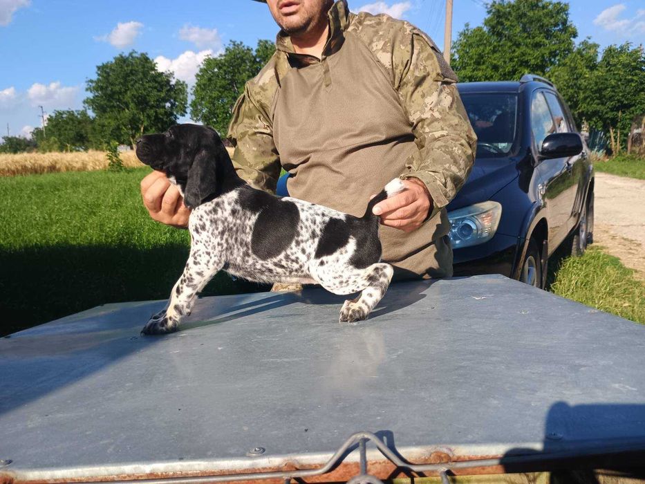 Немски Круцхаар от родословни родители