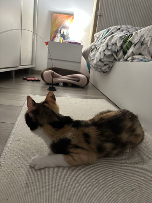 Pisica calico Kiri /adoptie responsabila