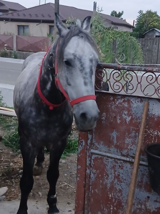 Vand armasar 7ani