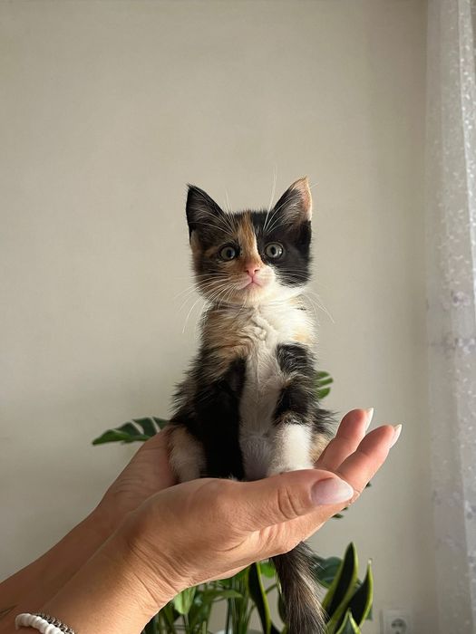 Отдам в добрые ручки