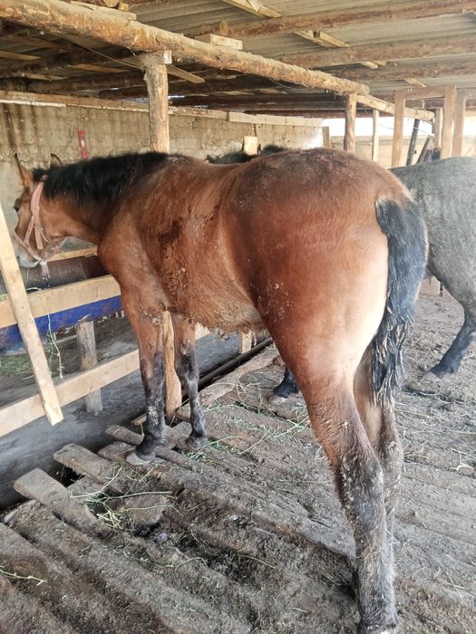 Сатылады жем жеп тур