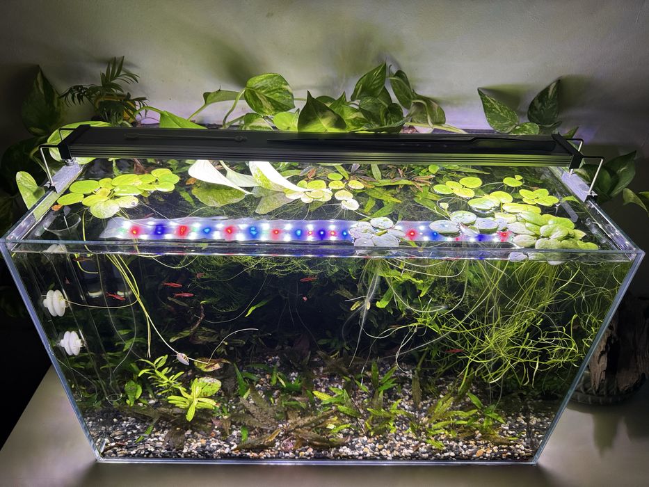 Acvariu complet echipat 60L – setup plantat + creveți și pești