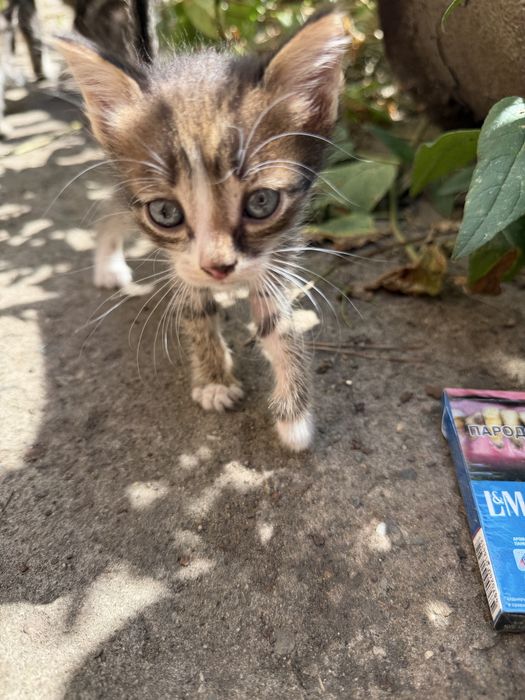 Кошечки и Котики