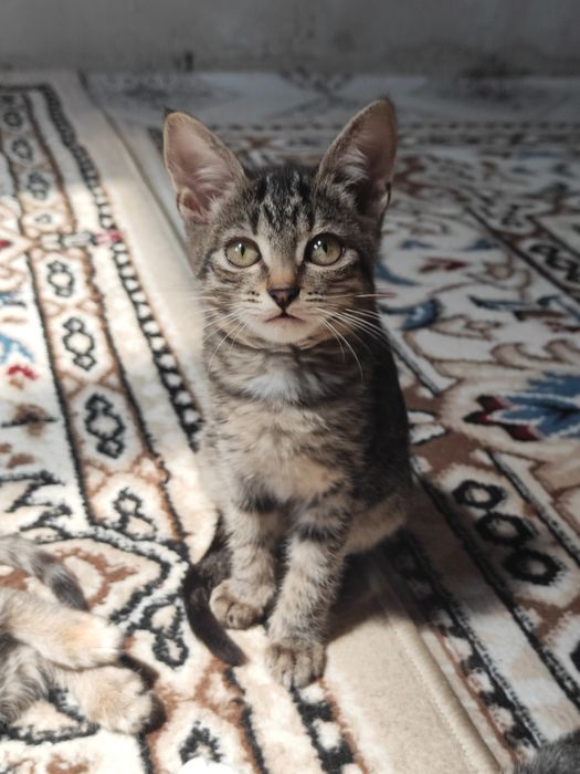 Отдаю котят в добрые руки