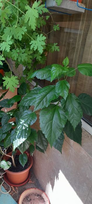 Продавам палма Юка и други