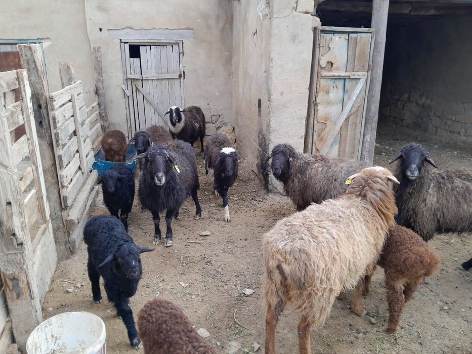 қойлар сатылады буаз,қозылы