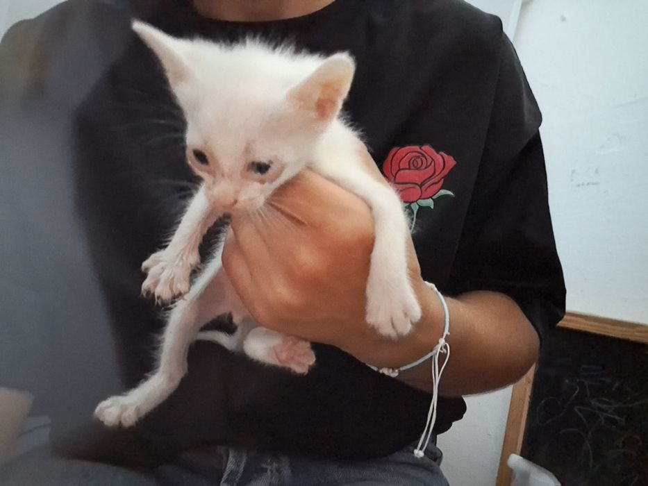 Donez pisici  abandonati, urgent !