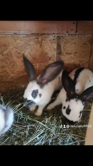 Se vinde iepuroaice cu pui