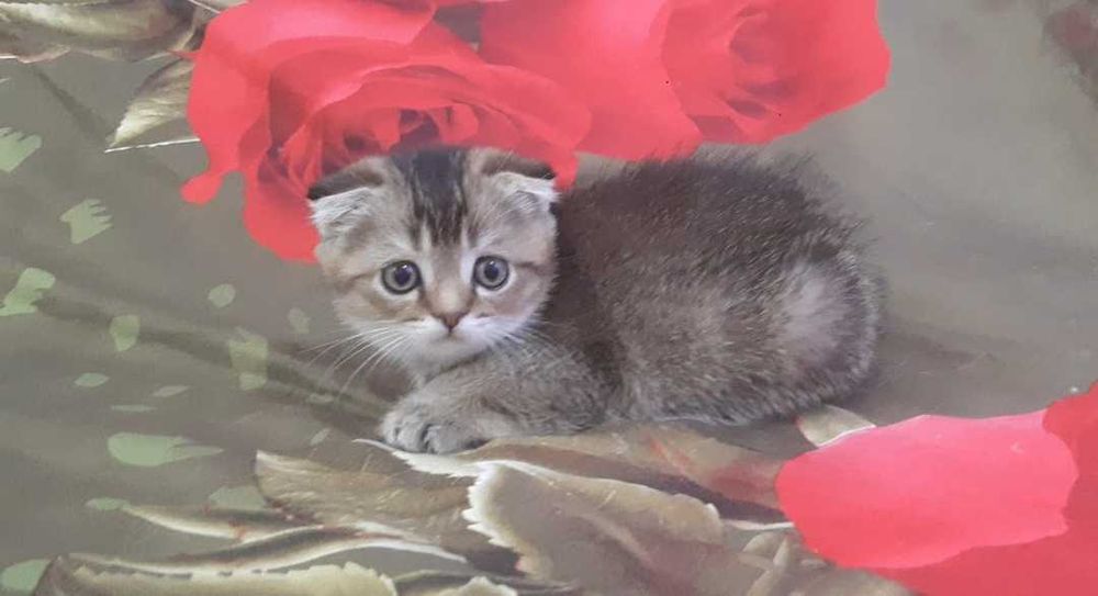 Золотой котенок девочка