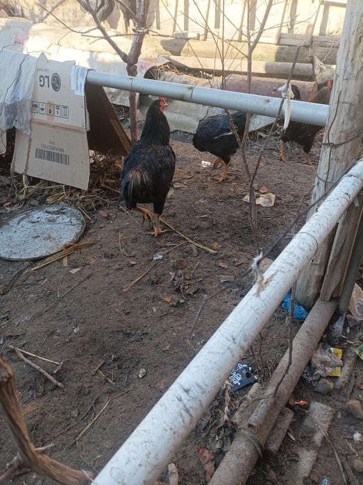 Dakan xoʻroz sotiladi