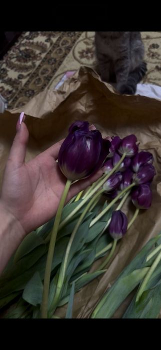 Продаются тюльпаны