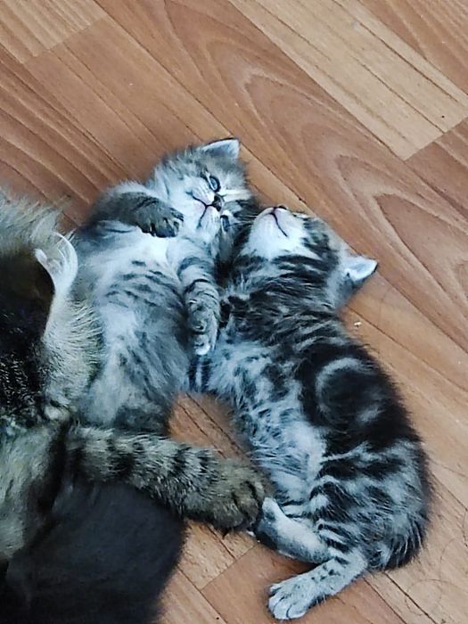 Отдам котят в добрые руки.

Возраст — 1,5 месяца.

Котята здоровые, ак