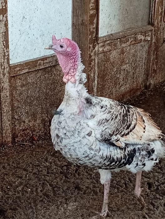Продам молодого индюка ещё нету года