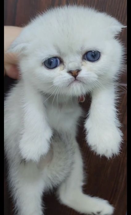 Девочка и мальчик скоттиш фолд серебристая шиншилла