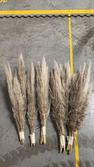 Пампаска трева за украса