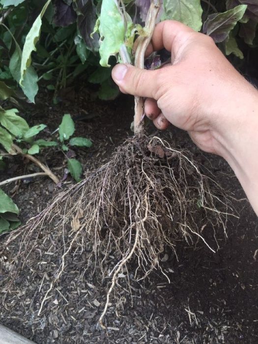 Торф - для цветов, рассады, саженцев, грибов (кислотность нейтральная